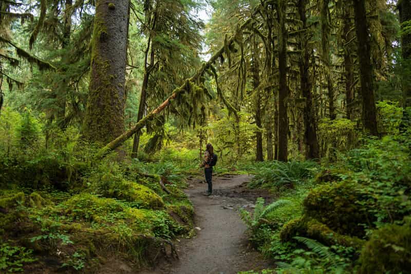 An image of a relaxing forest environment in soft daylight.